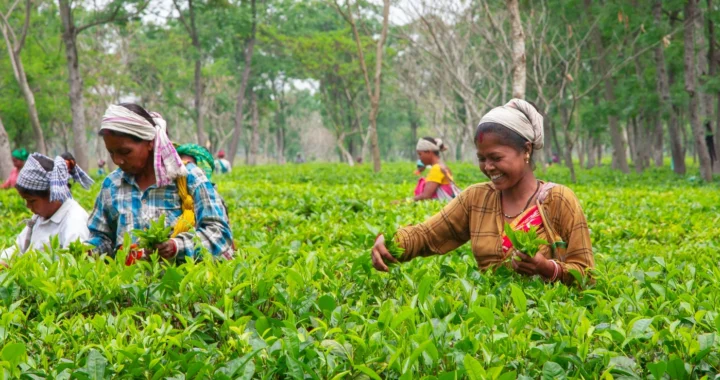 farmers harvesting tea leaves