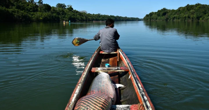 A man rowing a boat with a fish catch in his boat