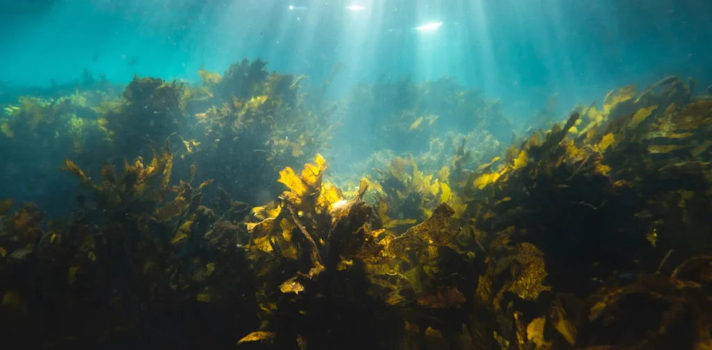 A seaweed forest with sunlight coming through the water
