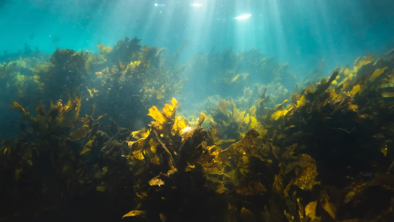 A seaweed forest with sunlight coming through the water