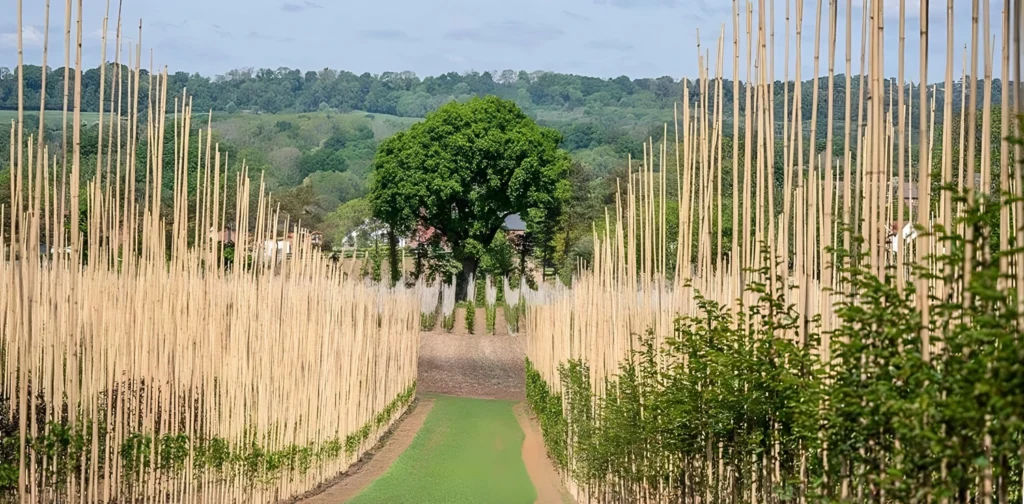 rows of tree saplings and a grown tree in the middle