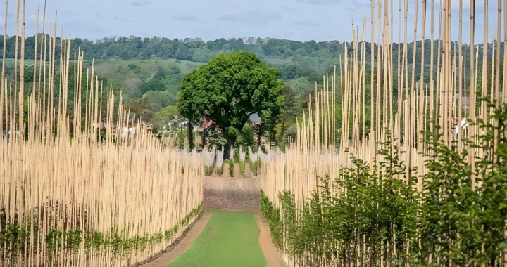rows of tree saplings and a grown tree in the middle