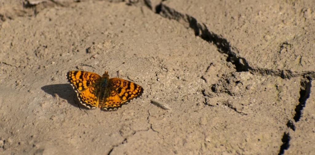 an orange butterfly perched on cracked ground