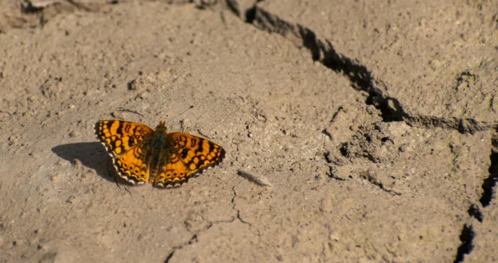 an orange butterfly perched on cracked ground