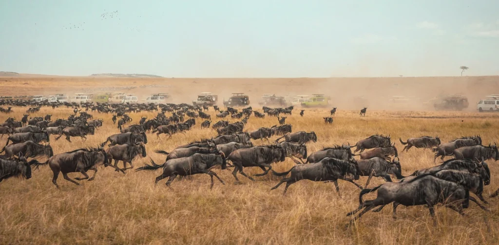 The Great Migration of wildebeests in the Maasai Mara with tourist vans lined behind.