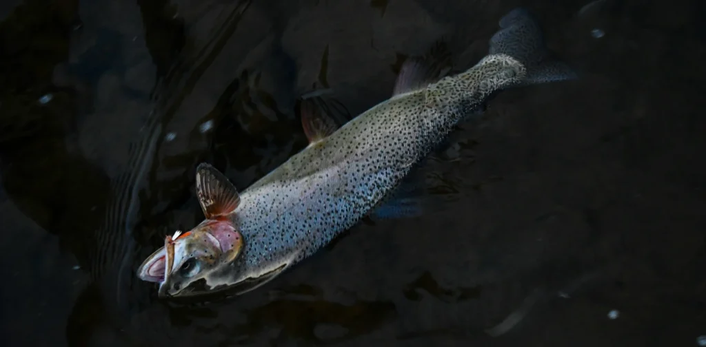 a salmon gasping on air above water