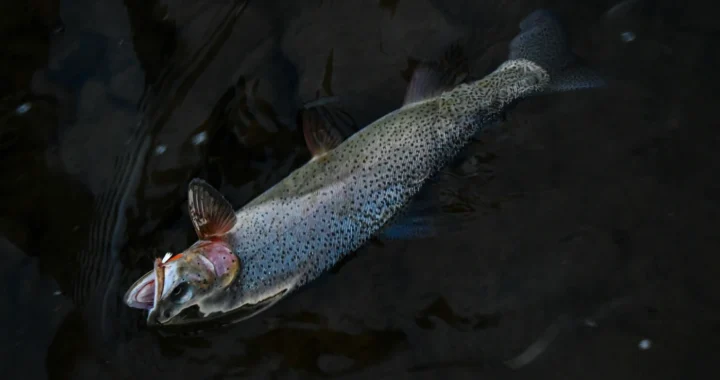a salmon gasping on air above water