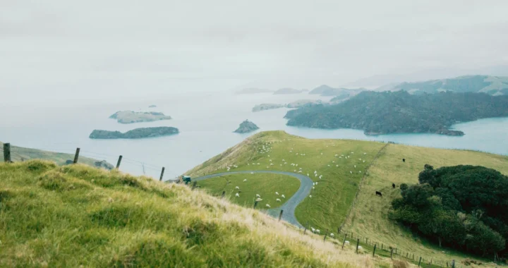 Grassland fields on the hills with livestock near the sea