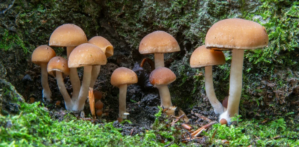 Cluster of mushrooms growing in the wild