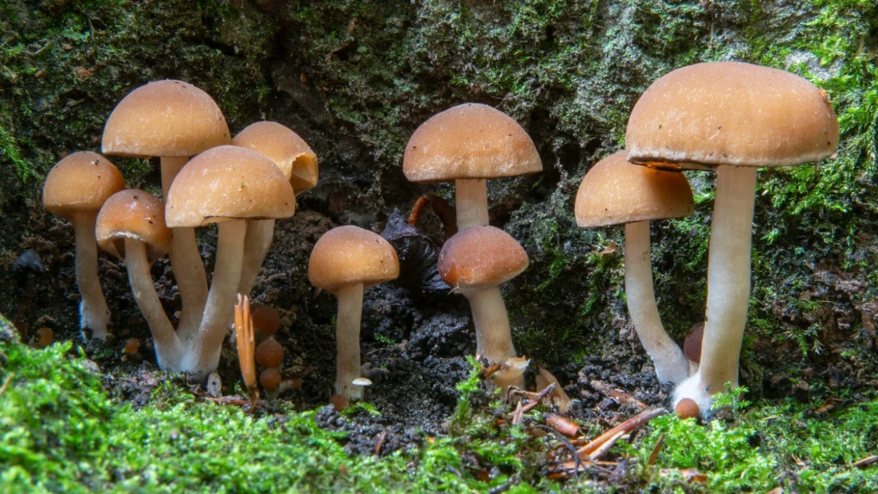 Cluster of mushrooms growing in the wild