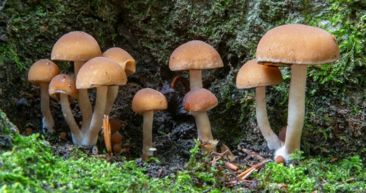 Cluster of mushrooms growing in the wild