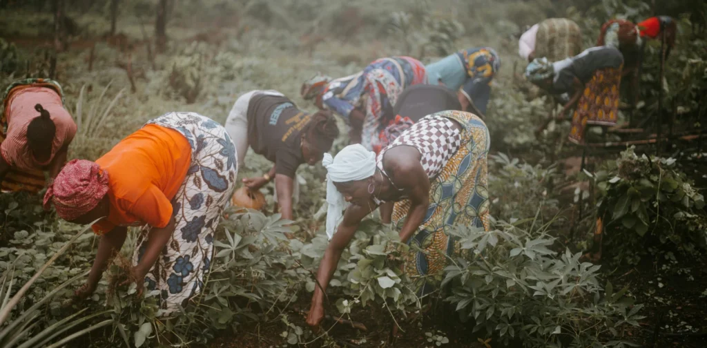 Women harvesting crops