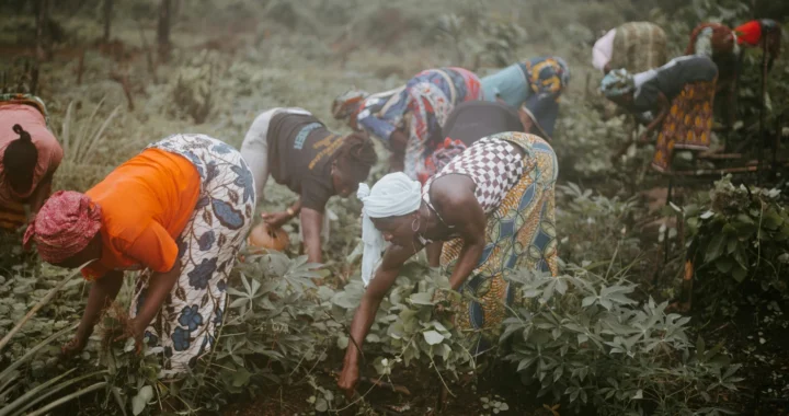 Women harvesting crops
