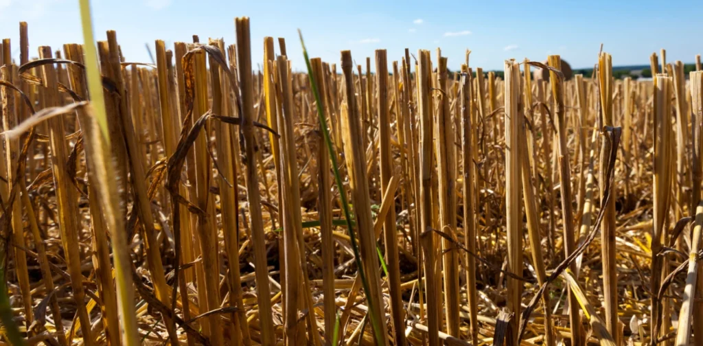 Wheat straw, wheat plant left over in the wheat fields