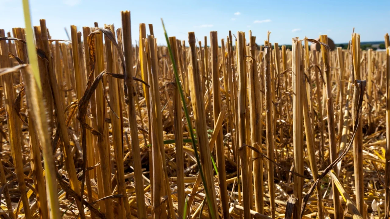 Wheat straw, wheat plant left over in the wheat fields