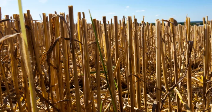 Wheat straw, wheat plant left over in the wheat fields