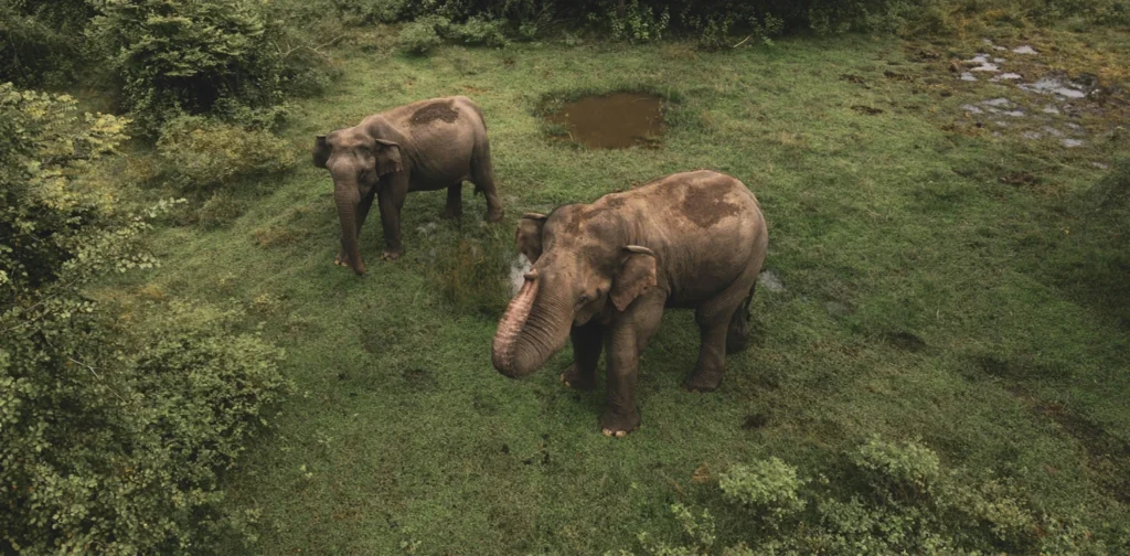 Two elephants walk on green grass field during daytime