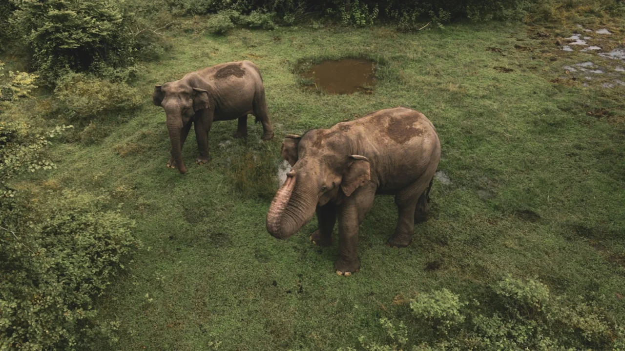 Two elephants walk on green grass field during daytime