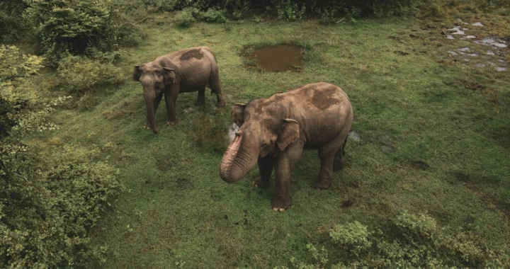 Two elephants walk on green grass field during daytime