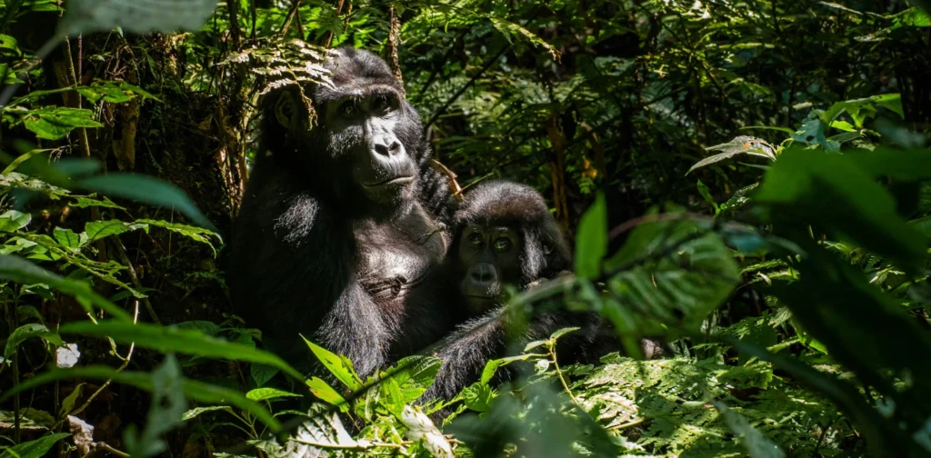 A mother gorilla cradles her juvenile.