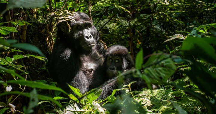A mother gorilla cradles her juvenile.