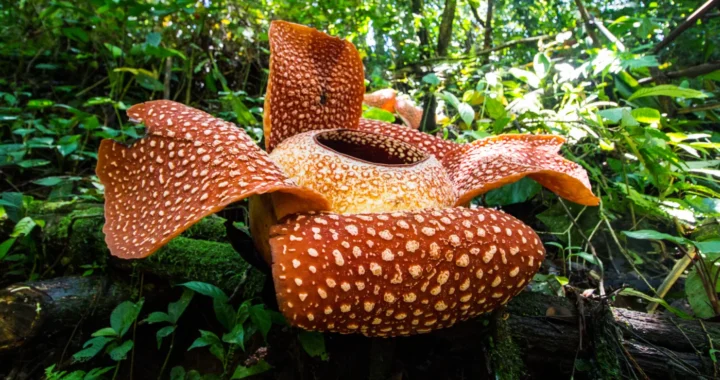 Two Rafflesia arnoldii flowers blooming in the middle of a forest.
