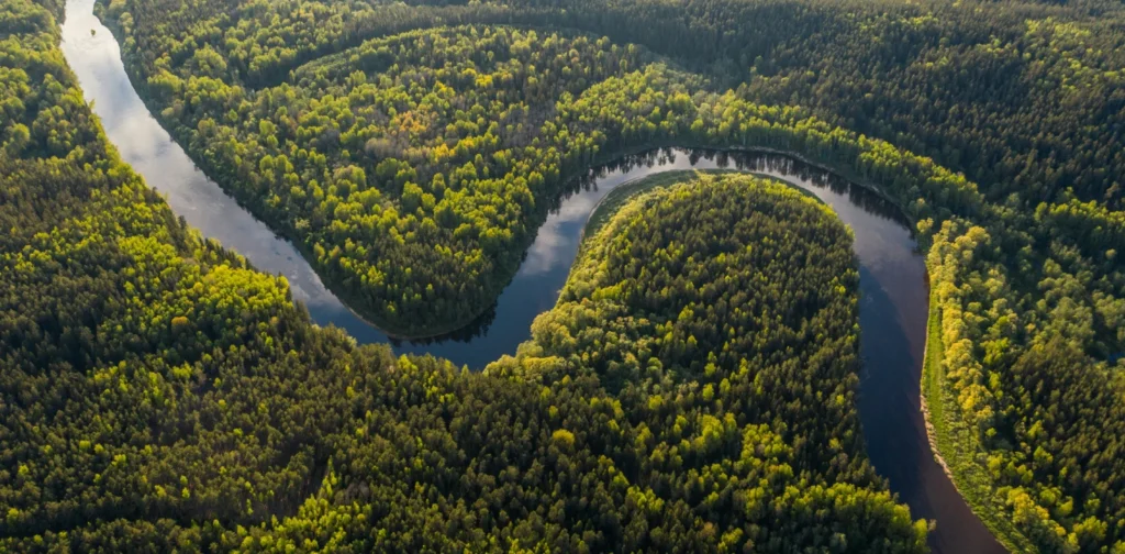 aerial view of forest with curved river in the middle during daytime