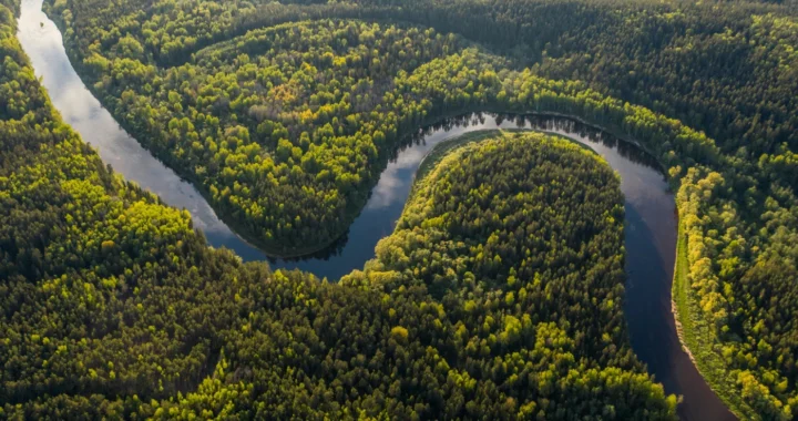 aerial view of forest with curved river in the middle during daytime