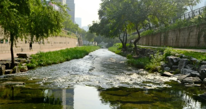 Cheonggyecheon river with greeneries by its sides, a building on the left and a road on the right