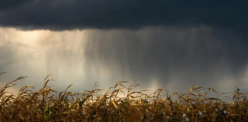 dry cornfield with coming rain in the background