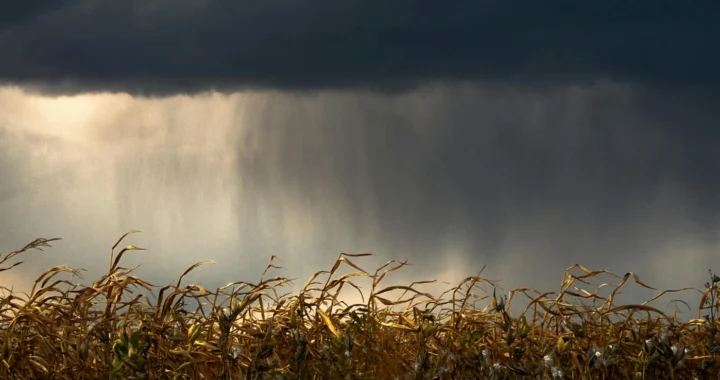 dry cornfield with coming rain in the background