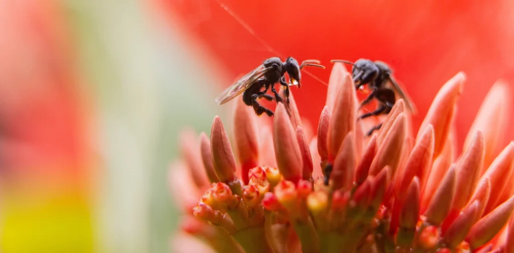 two bees perched on a pink flower