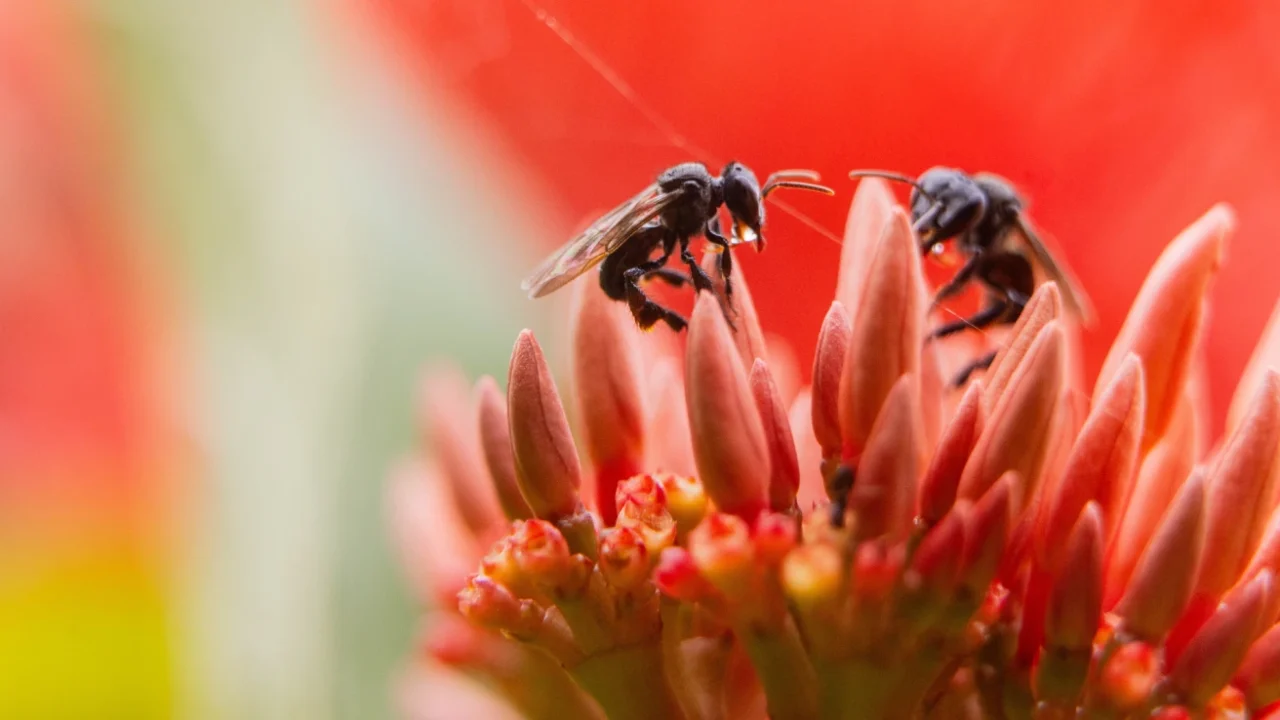 two bees perched on a pink flower