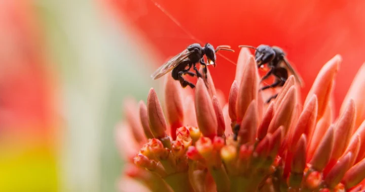 two bees perched on a pink flower