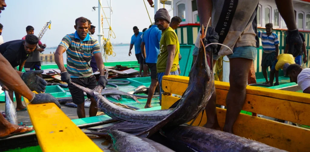 Fishermen on a fishing vessel carrying large fish