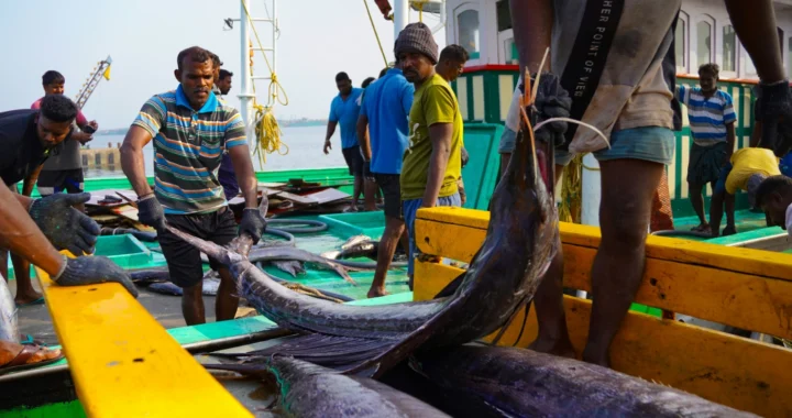 Fishermen on a fishing vessel carrying large fish