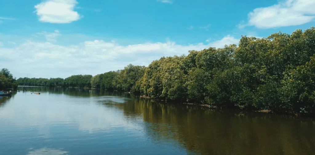 Lush mangrove forest by the water