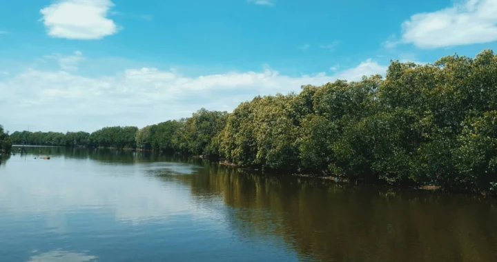 Lush mangrove forest by the water