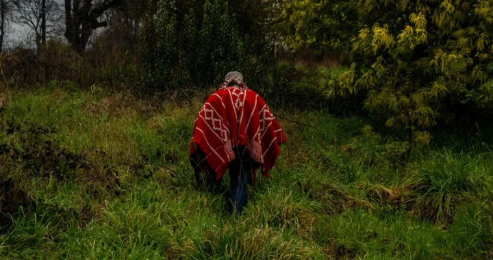 An Indigenous Mapuche leader walks across his ancestral land.