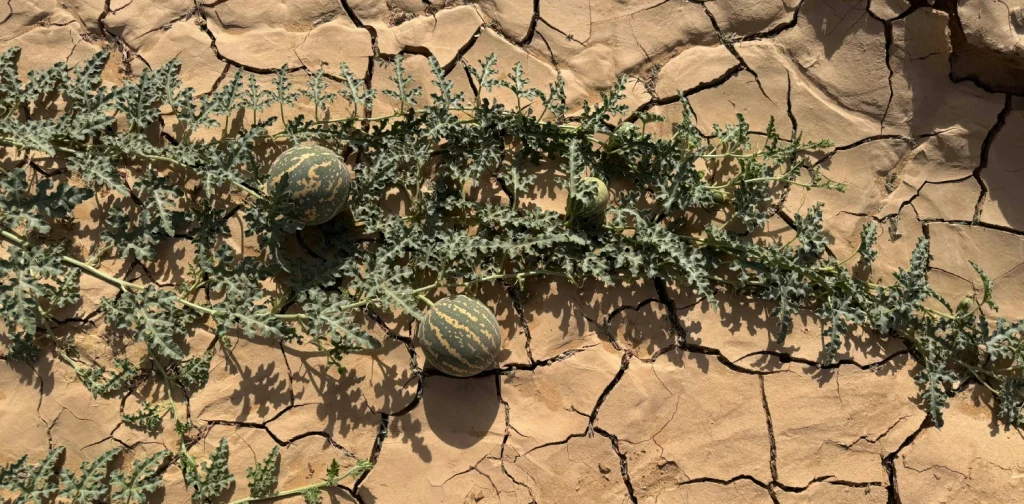 overhead shot of a plant growing out of a crack in the ground