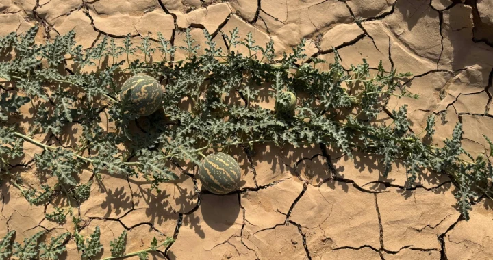 overhead shot of a plant growing out of a crack in the ground
