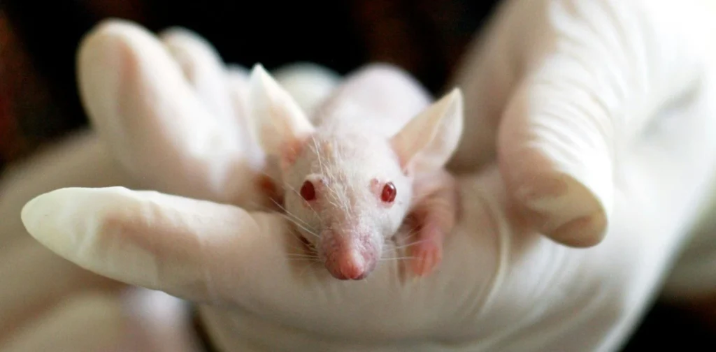 Gloved hands are holding a white mouse