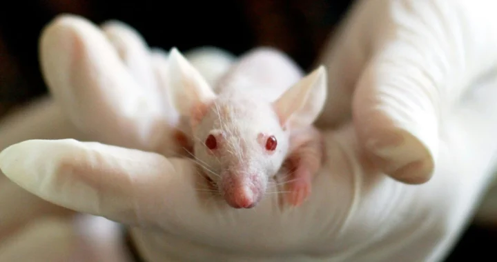 Gloved hands are holding a white mouse