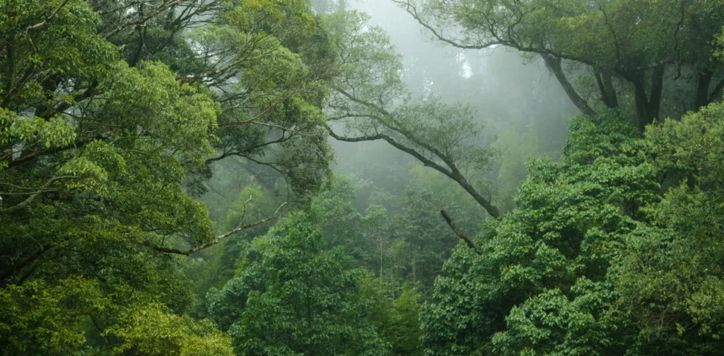Misty green forest with dense tree canopy and tall branches arching overhead, surrounded by thick foliage and soft fog filtering through the leaves.