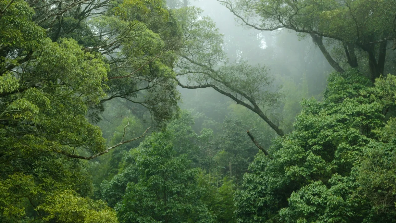 Misty green forest with dense tree canopy and tall branches arching overhead, surrounded by thick foliage and soft fog filtering through the leaves.