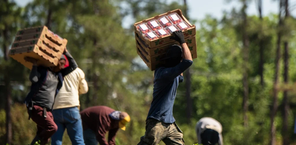 Farmworkers pick strawberries