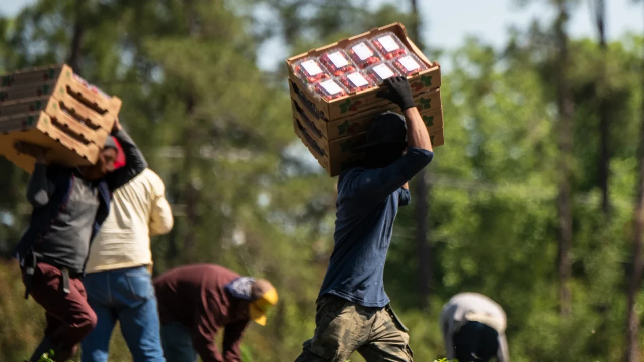 Farmworkers pick strawberries
