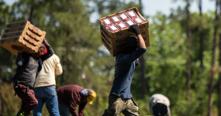 Farmworkers pick strawberries