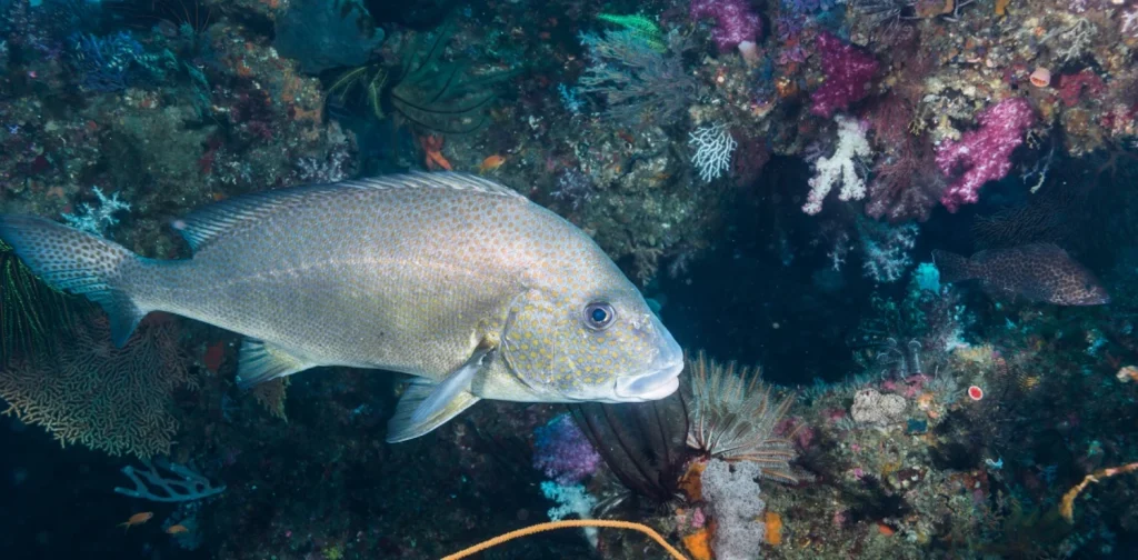 an underwater shot of the painted sweetlips fish by the corals
