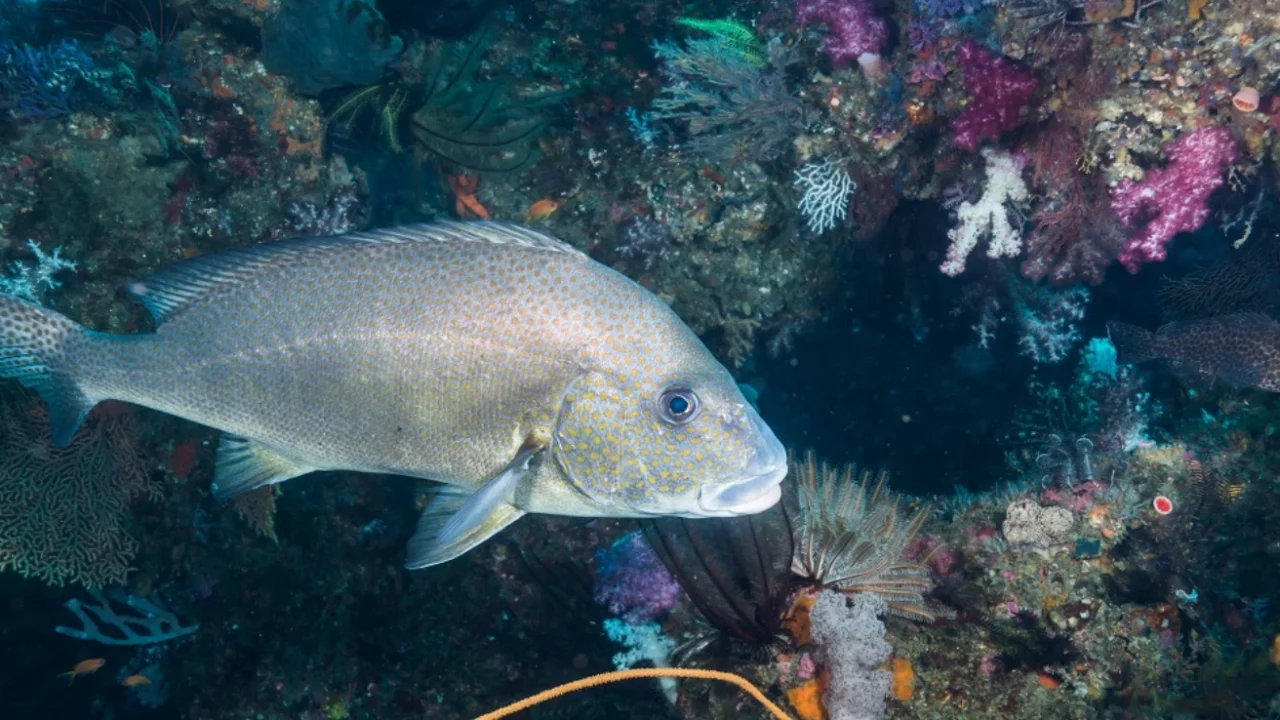 an underwater shot of the painted sweetlips fish by the corals